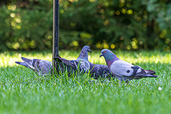 Photo Pigeon